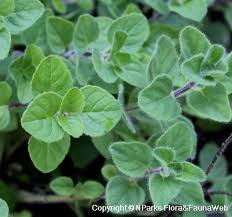 Image result for Origanum vulgare