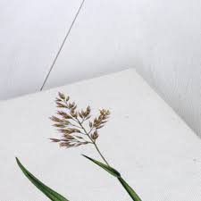 Attēlu rezultāti vaicājumam “Holcus mollis”