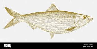 Image result for Alosa mediocris