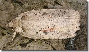 Attēlu rezultāti vaicājumam “Agonopterix ocellana”