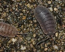 Attēlu rezultāti vaicājumam “Porcellio scaber”