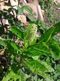 Attēlu rezultāti vaicājumam “Phytolacca acinosa leaf”