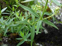 Attēlu rezultāti vaicājumam “Galium boreale bud”