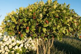 Attēlu rezultāti vaicājumam “Crataegus submollis”
