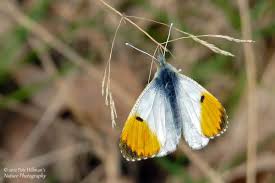 Attēlu rezultāti vaicājumam “Anthocharis cardamines male”