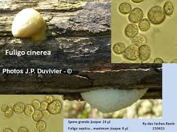Attēlu rezultāti vaicājumam “Fuligo cinerea”