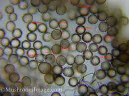 Attēlu rezultāti vaicājumam “Stemonitis axifera spores”