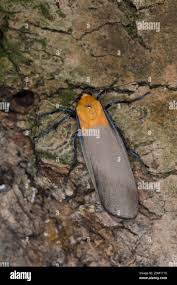 Attēlu rezultāti vaicājumam “Lithosia quadra female”