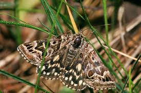 Attēlu rezultāti vaicājumam “Callistege mi”