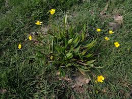 Attēlu rezultāti vaicājumam “Ranunculus flammula”