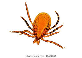 Attēlu rezultāti vaicājumam “Ixodes male”