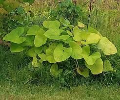 Attēlu rezultāti vaicājumam “Ligularia sibirica”