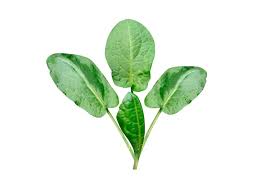 Attēlu rezultāti vaicājumam “Rumex crispus leaf”