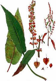 Attēlu rezultāti vaicājumam “Rumex hydrolapathum”