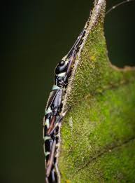 Attēlu rezultāti vaicājumam “Orthezia urticae”