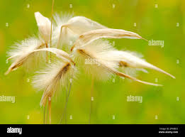 Attēlu rezultāti vaicājumam “Gramineae”