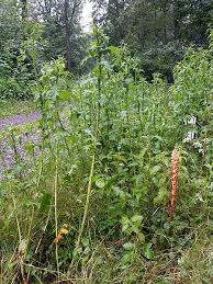 Attēlu rezultāti vaicājumam “Orobanche reticulata”
