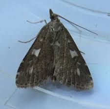 Attēlu rezultāti vaicājumam “Mollisia uda”