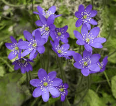 Attēlu rezultāti vaicājumam “Hepatica nobilis”