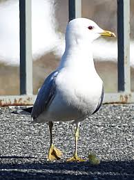 Attēlu rezultāti vaicājumam “Larus canus adult”