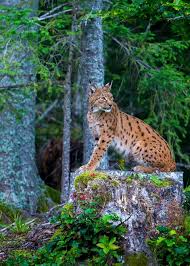 Afbeeldingsresultaat voor lynx