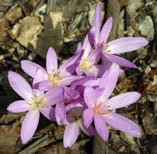 Attēlu rezultāti vaicājumam “Colchicum autumnale flower”