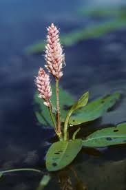 Attēlu rezultāti vaicājumam “Polygonum amphibium”