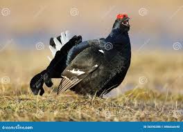 Image result for Tetrao tetrix