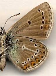 Attēlu rezultāti vaicājumam “Eumedonia eumedon male”