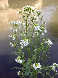 Attēlu rezultāti vaicājumam “Armoracia rusticana flower”