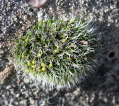 Attēlu rezultāti vaicājumam “Grimmia pulvinata sporophyte”
