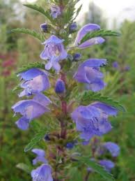 Image result for Dracocephalum moldavicum