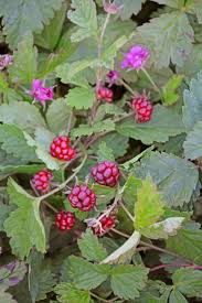 Attēlu rezultāti vaicājumam “Rubus arcticus”