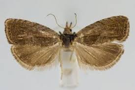 Attēlu rezultāti vaicājumam “Dichrorampha simpliciana”