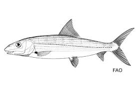 Image result for Albula glossodonta