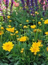 Image result for Coreopsis