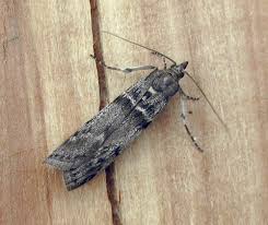 Attēlu rezultāti vaicājumam “Zophodia grossulariella”