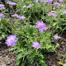 Image result for Scabiosa col.`Butterfly Blue`
