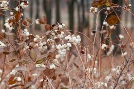 Attēlu rezultāti vaicājumam “Symphoricarpos albus fruit”
