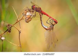 Attēlu rezultāti vaicājumam “Sympetrum vulgatum female”