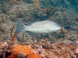 Image result for Mycteroperca microlepis