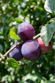 Attēlu rezultāti vaicājumam “Prunus domestica subsp. domestica”