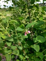Attēlu rezultāti vaicājumam “Symphoricarpos albus flower”