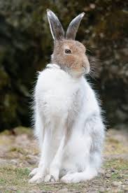 Attēlu rezultāti vaicājumam “Lepus timidus”