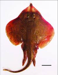 Image result for Leucoraja