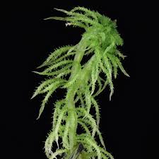 Attēlu rezultāti vaicājumam “Sphagnum squarrosum sporophyte”