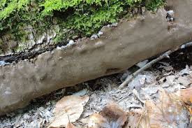 Attēlu rezultāti vaicājumam “Phellinus laevigatus”