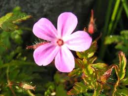 Attēlu rezultāti vaicājumam “Geranium robertianum flower”