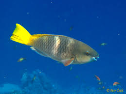 Image result for Scarus ferrugineus