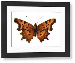 Attēlu rezultāti vaicājumam “Polygonia c-album”